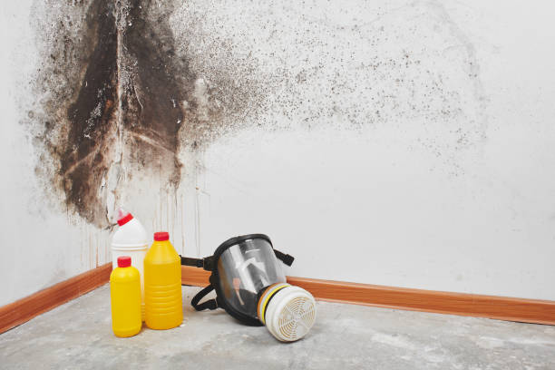 Grandwood Park, IL Mold Remediation Company