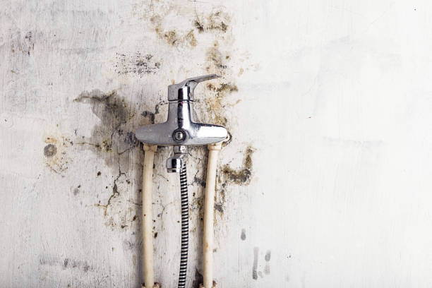 Best Mold Remediation for Schools in Grandwood Park, IL