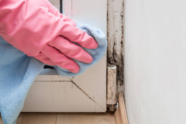 Best Residential Mold Remediation in Grandwood Park, IL