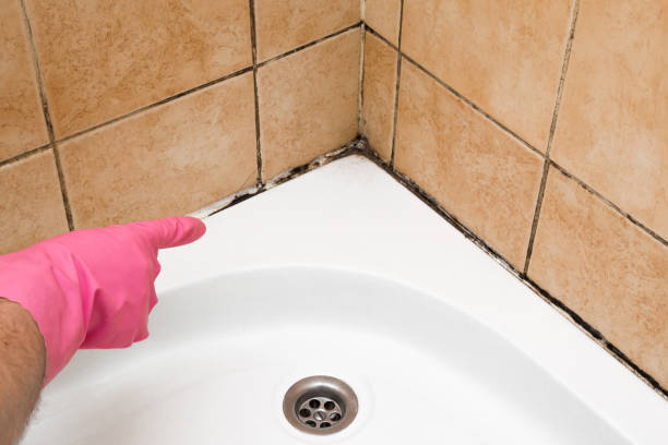 Best White Mold Remediation in Grandwood Park, IL