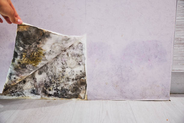 Best Localized Mold Remediation (e.g., coastal areas, humid climates) in Grandwood Park, IL